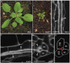 Fig. 8.