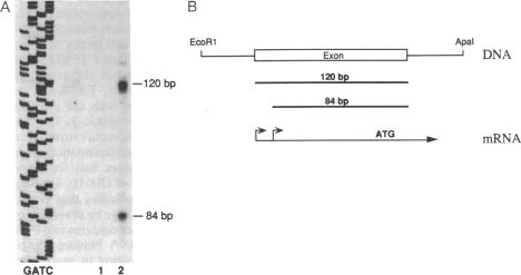 graphic file with name pnas01080-0119-b.jpg