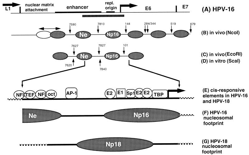 FIG. 8