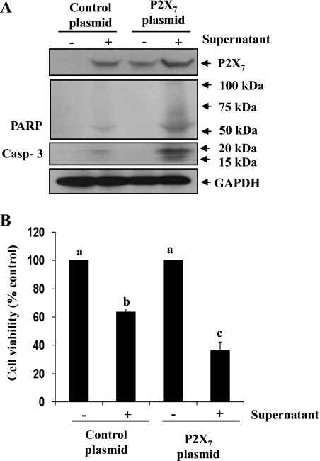 Fig. 8.