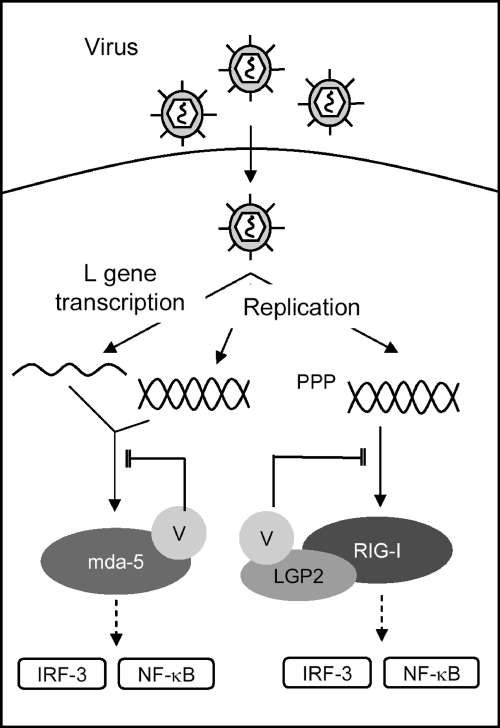 Fig 7