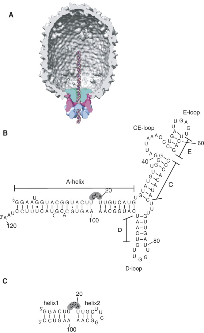 Figure 1.