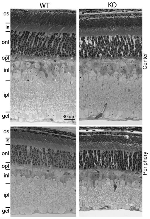 Fig. 3