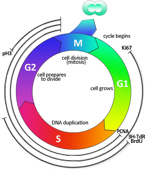 FIGURE 3: