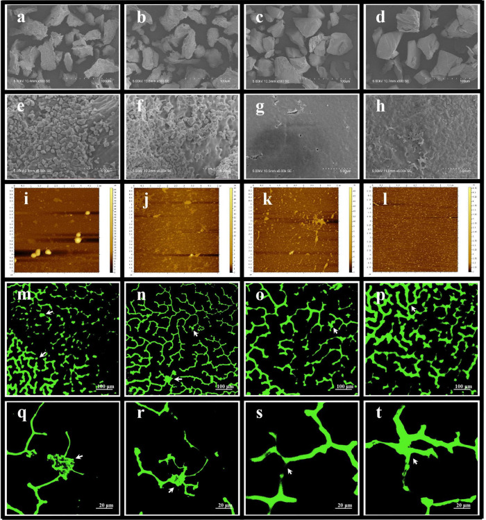 FIGURE 11