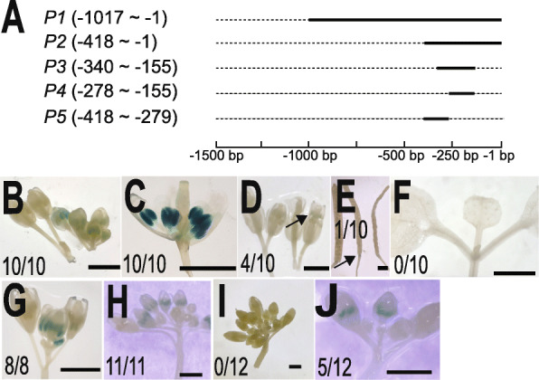 Fig. 8