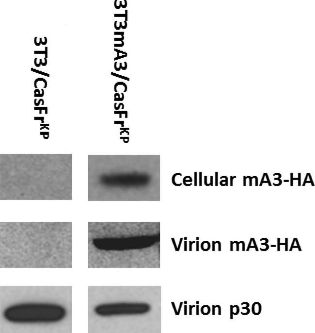 FIG 1