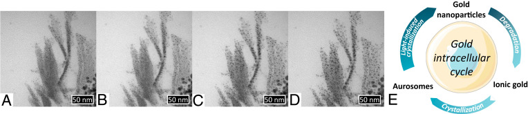 Fig. 6.