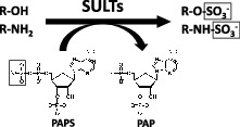 Fig. 1. 