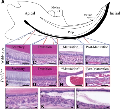 Figure 5.