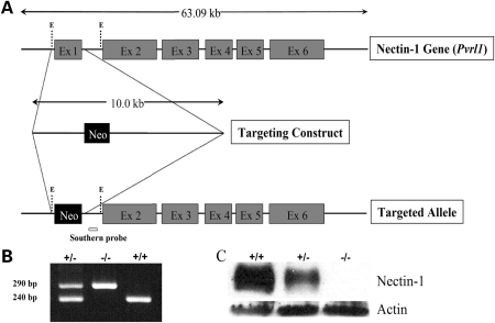 Figure 1.