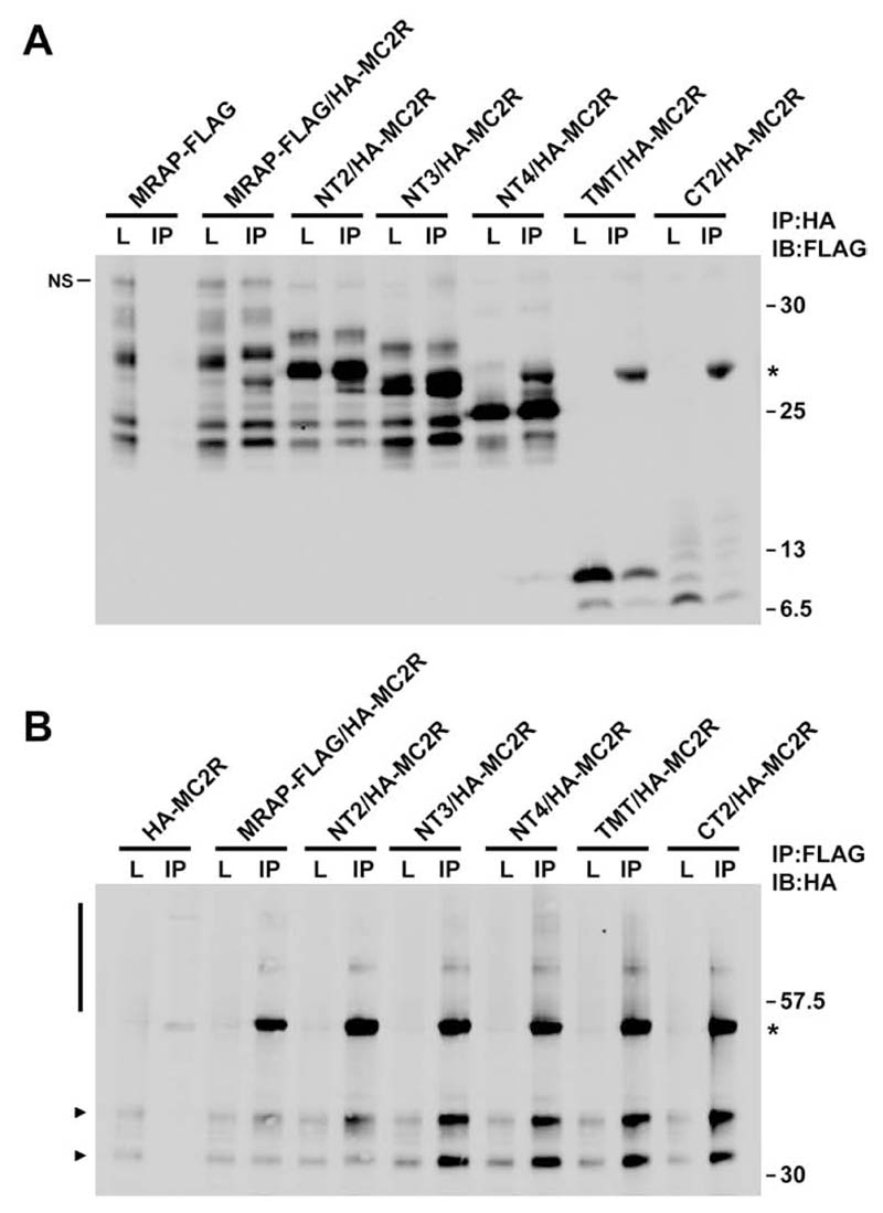 Figure. 3