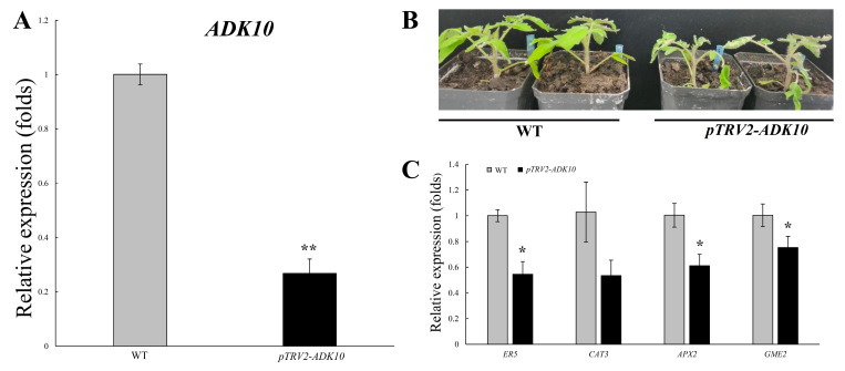 Figure 10