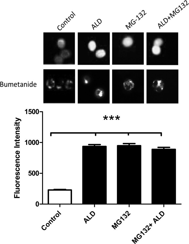 Fig. 8.