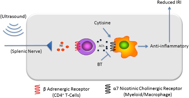 Figure 5.