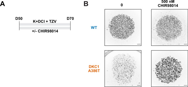 Figure 4—figure supplement 2.