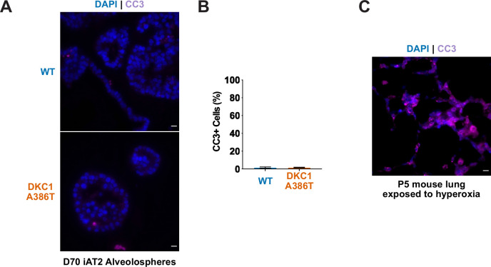 Figure 2—figure supplement 1.