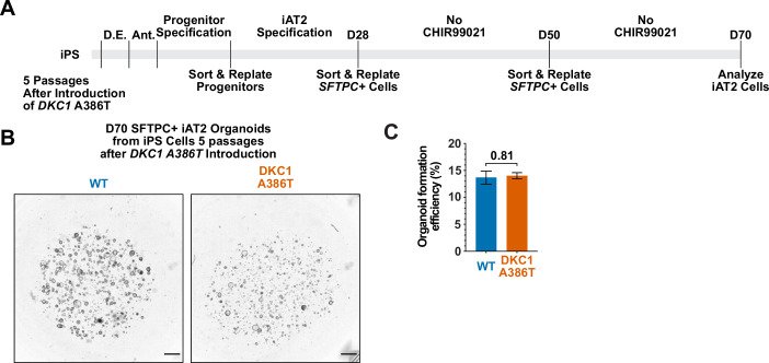 Figure 1—figure supplement 4.