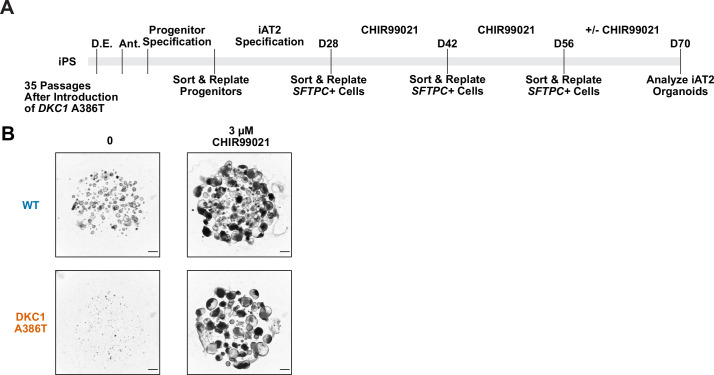 Figure 4—figure supplement 1.