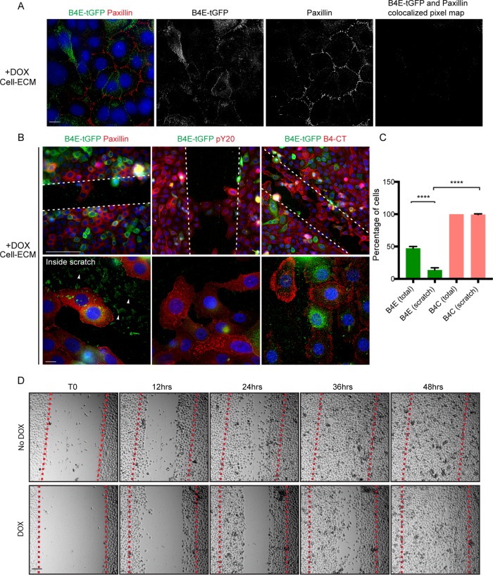 FIGURE 4: