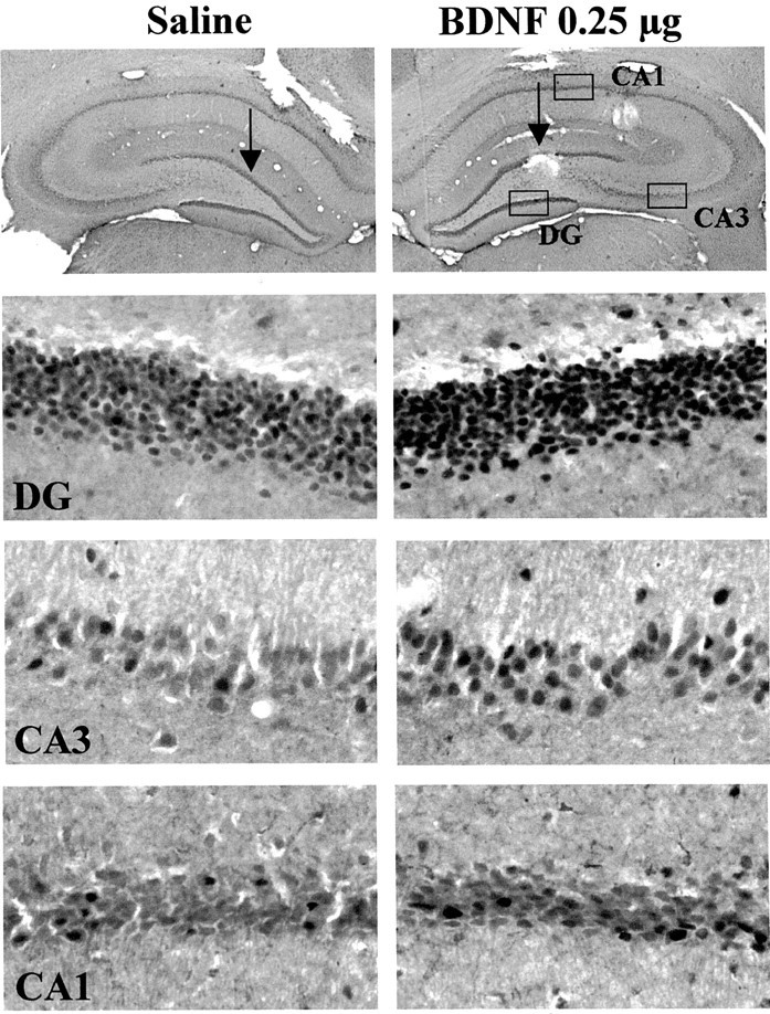 Fig. 9.