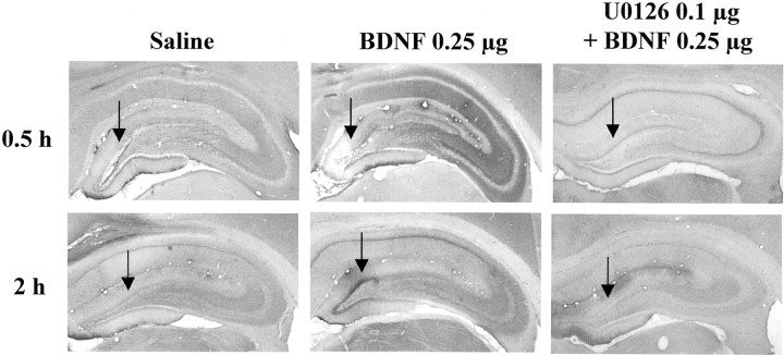 Fig. 11.