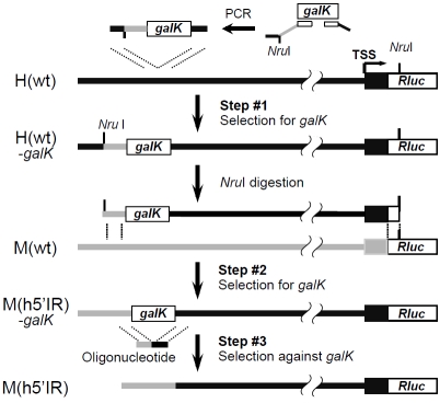 Figure 2.