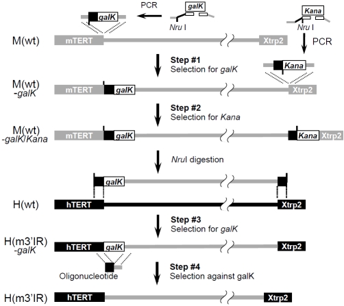 Figure 3.