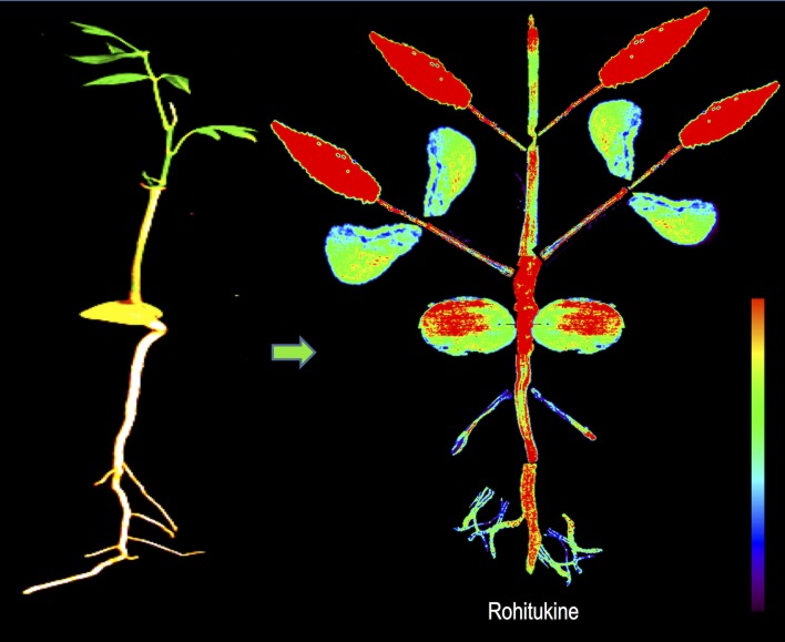 Fig 6