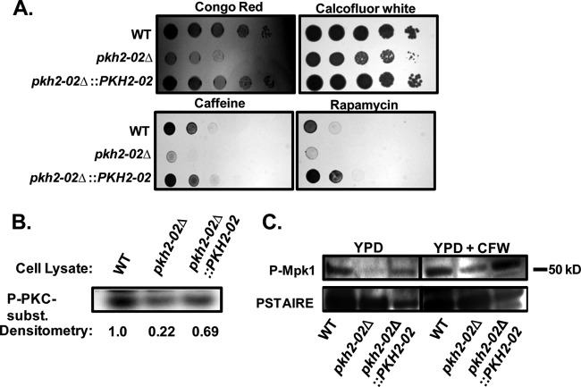 Fig 2