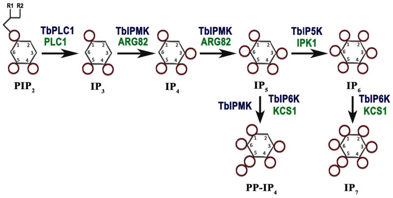 Fig. 1