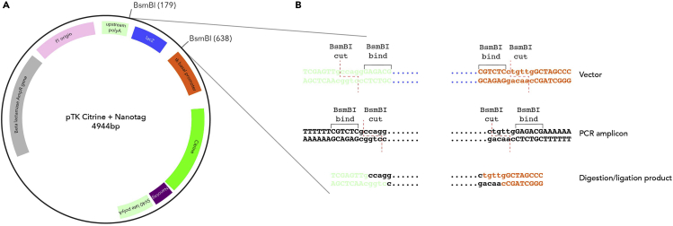 Figure 1