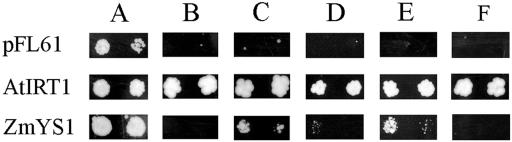 Figure 5.