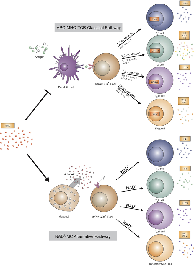 FIG 6.