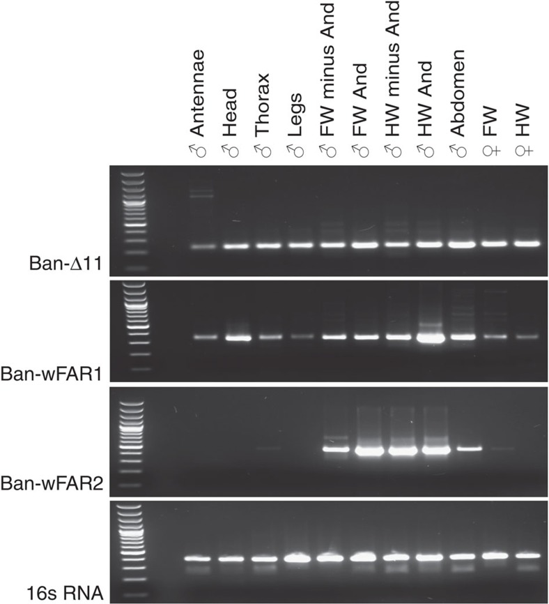 Figure 7