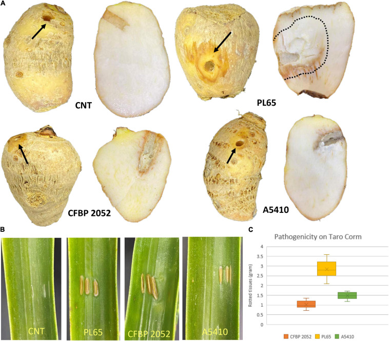 FIGURE 12