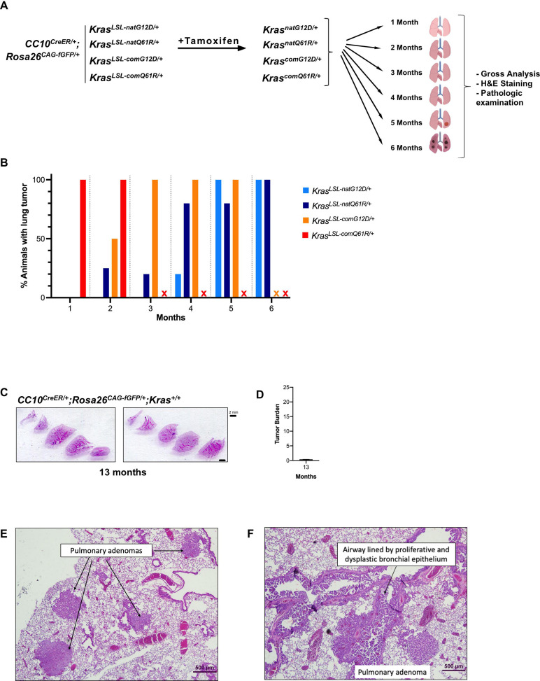 Figure 2—figure supplement 1.