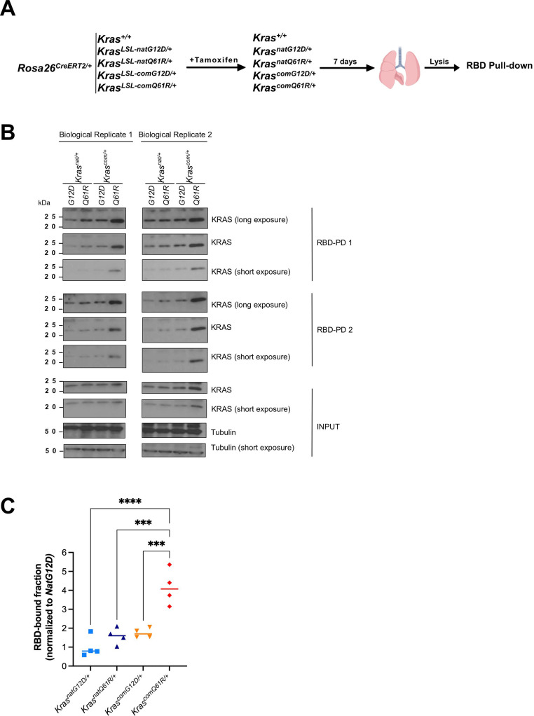 Figure 1—figure supplement 4.