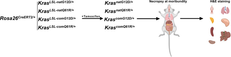 Figure 4—figure supplement 1.