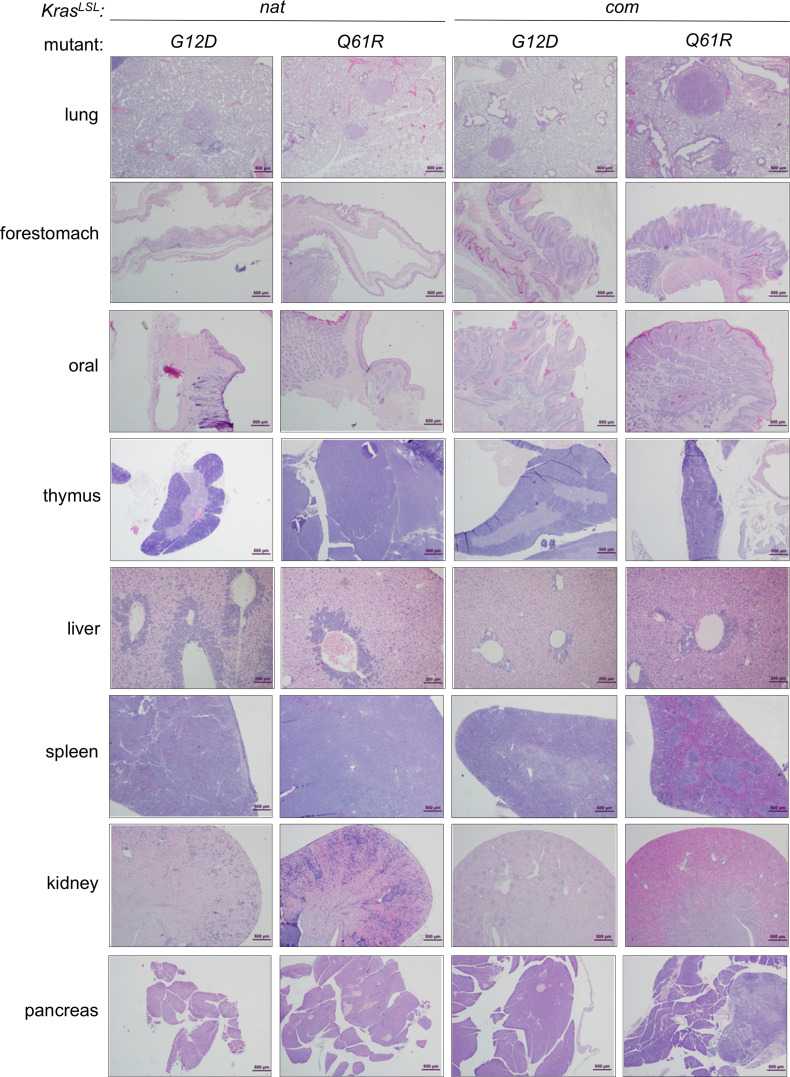 Figure 4—figure supplement 5.