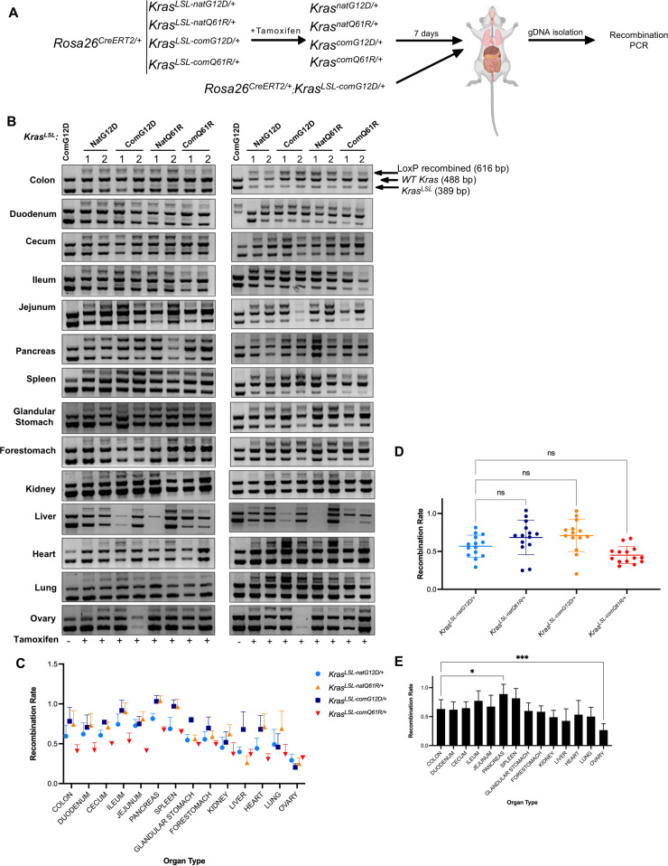 Figure 4—figure supplement 2.