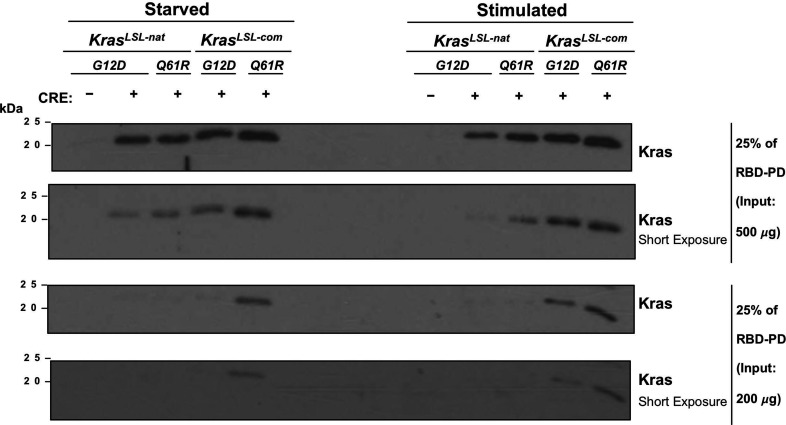 Figure 1—figure supplement 3.