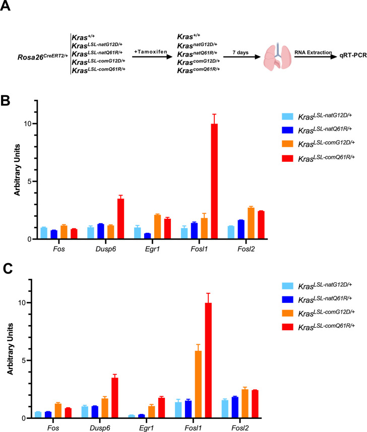 Figure 1—figure supplement 5.