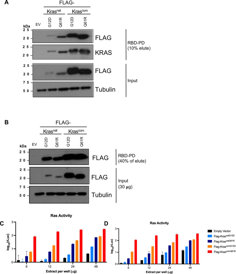 Figure 1—figure supplement 2.