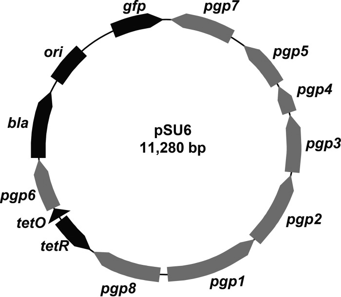 FIG 1 