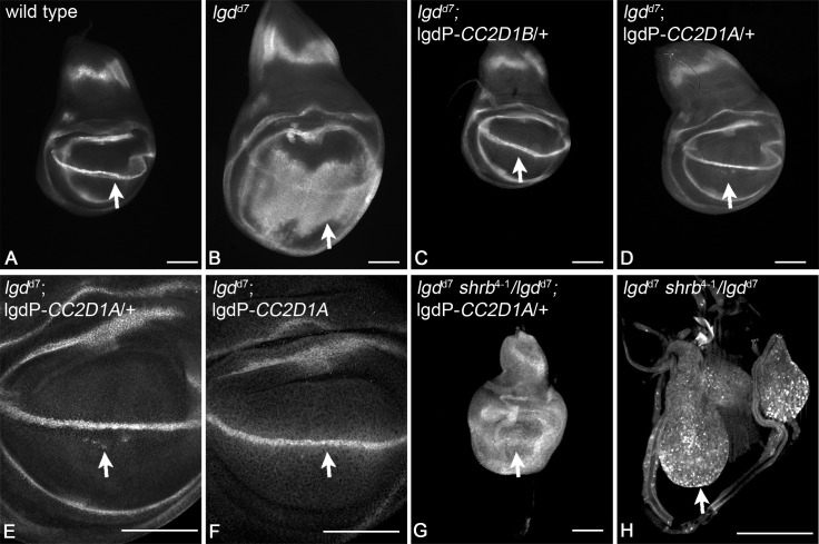 Fig 10