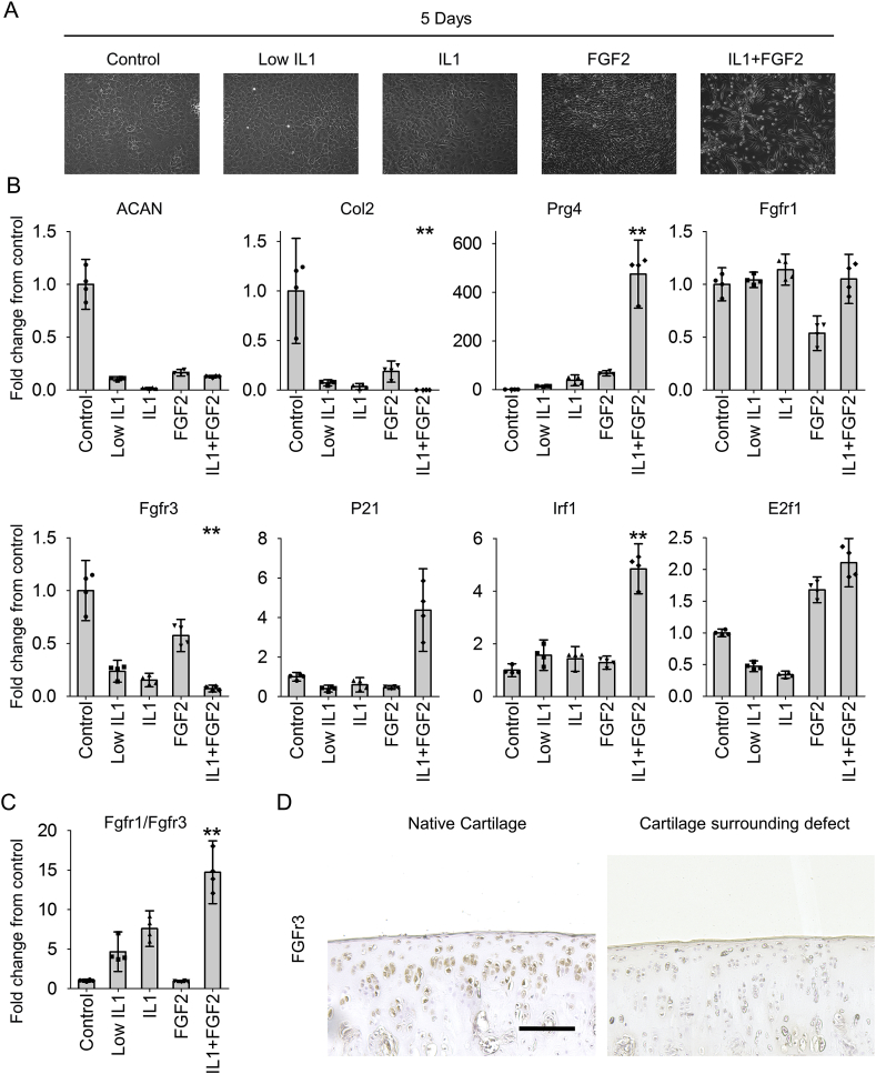 Fig. 6