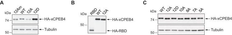 Figure 3—figure supplement 2.