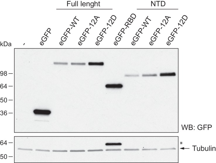 Figure 4—figure supplement 1.