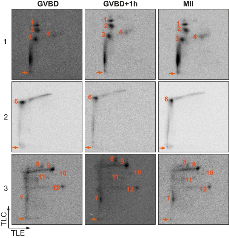 Figure 2—figure supplement 3.